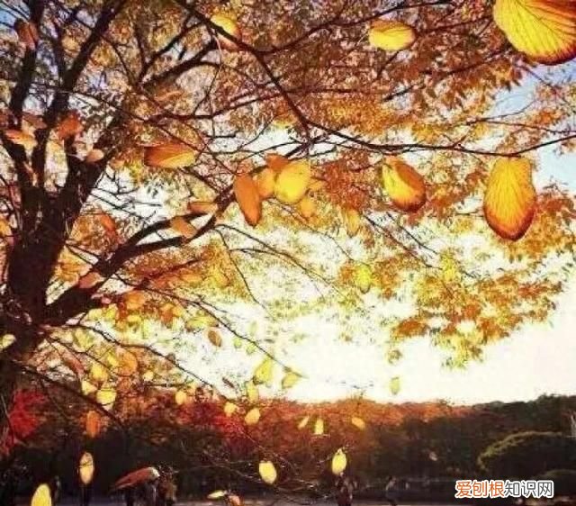 落叶知秋微风徐来下句 落叶知秋微风徐来