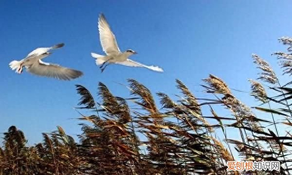 落叶知秋微风徐来下句 落叶知秋微风徐来