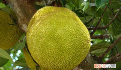 菠萝蜜核水培方法，菠萝蜜的核怎么种盆栽有毒吗