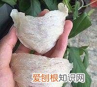 蓝莓燕窝羹的做法，燕窝的做法4款吃法最滋补