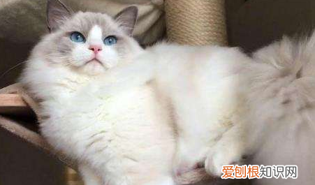 小牛布偶的做法，手工布偶皮卡丘怎么做