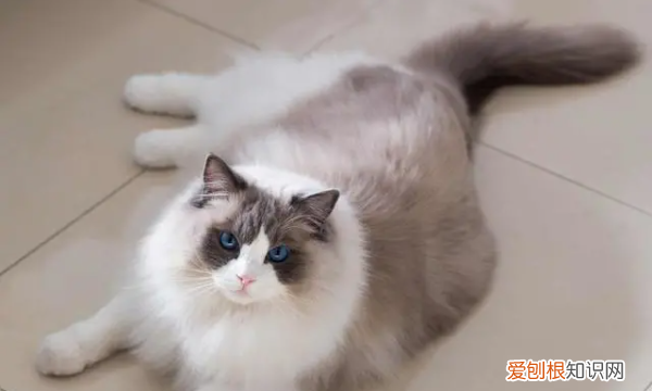 小牛布偶的做法，手工布偶皮卡丘怎么做