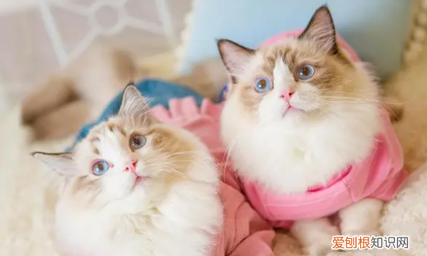 小牛布偶的做法，手工布偶皮卡丘怎么做