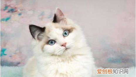 小牛布偶的做法，手工布偶皮卡丘怎么做