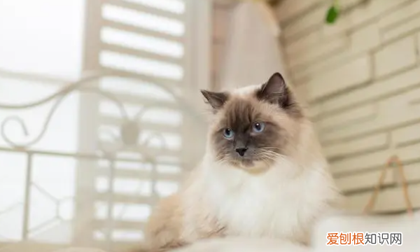 小牛布偶的做法，手工布偶皮卡丘怎么做