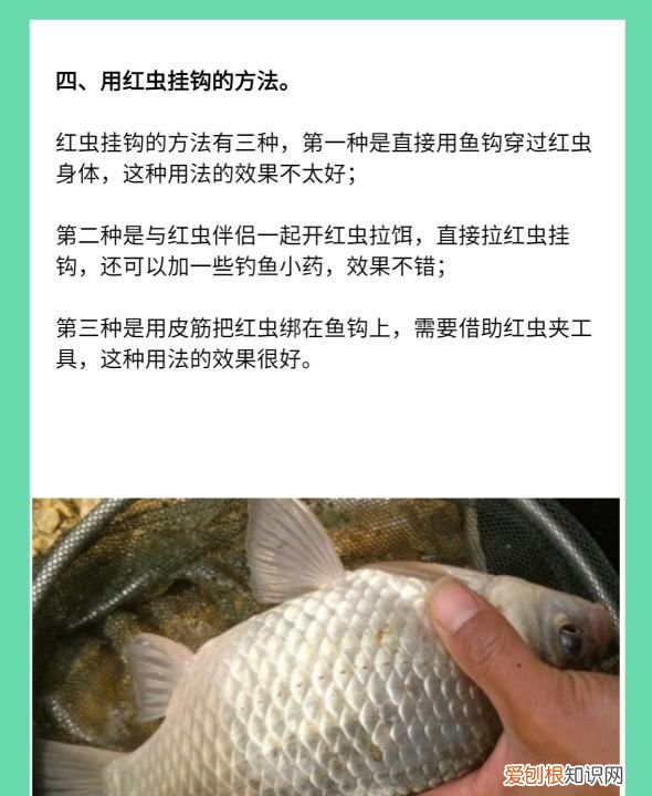 红虫钓鱼用怎么打窝，用红虫钓鱼用什么打窝料最好