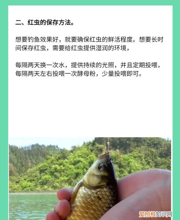 红虫钓鱼用怎么打窝，用红虫钓鱼用什么打窝料最好