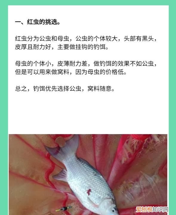 红虫钓鱼用怎么打窝，用红虫钓鱼用什么打窝料最好