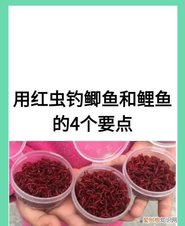 红虫钓鱼用怎么打窝，用红虫钓鱼用什么打窝料最好