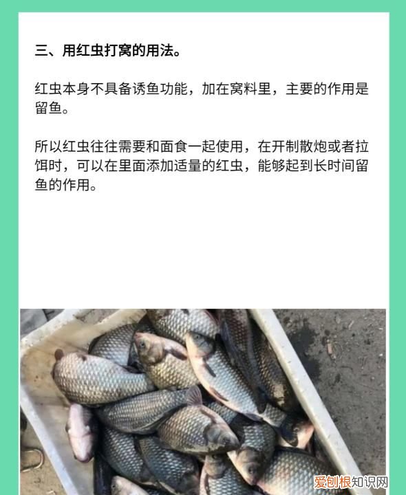 红虫钓鱼用怎么打窝，用红虫钓鱼用什么打窝料最好