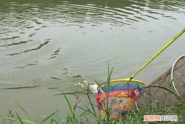 红虫钓鱼用怎么打窝，用红虫钓鱼用什么打窝料最好