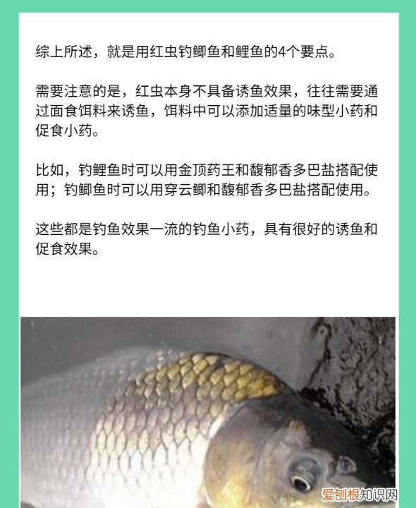 红虫钓鱼用怎么打窝，用红虫钓鱼用什么打窝料最好
