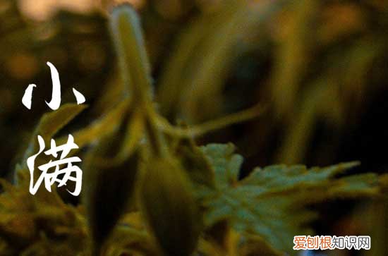 2023年小满是哪天 小满的习俗是什么