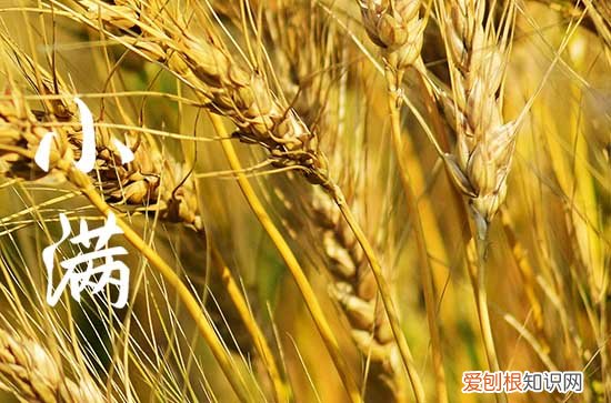 2023年小满是什么季节的节气 小满的习俗