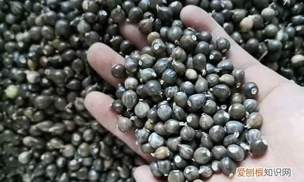 在农村看到黄鼠狼,佩戴草珠子有什么好处