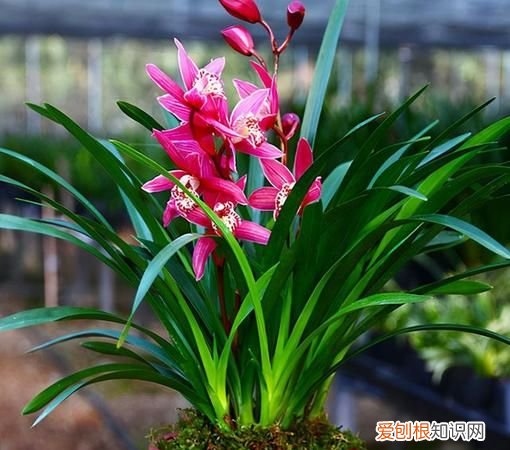 什么季节适合养兰花,兰花什么季节栽最好