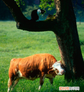 97年出生是什么命，九七年出生是什么命