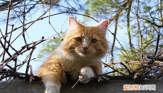 猫掉毛怎么办，夏天猫掉毛怎么解决