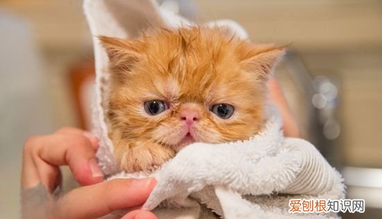 猫掉毛怎么办，夏天猫掉毛怎么解决