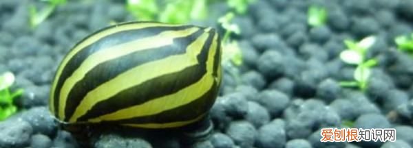 斑马螺卵怎么处理，斑马螺的卵多久会消失