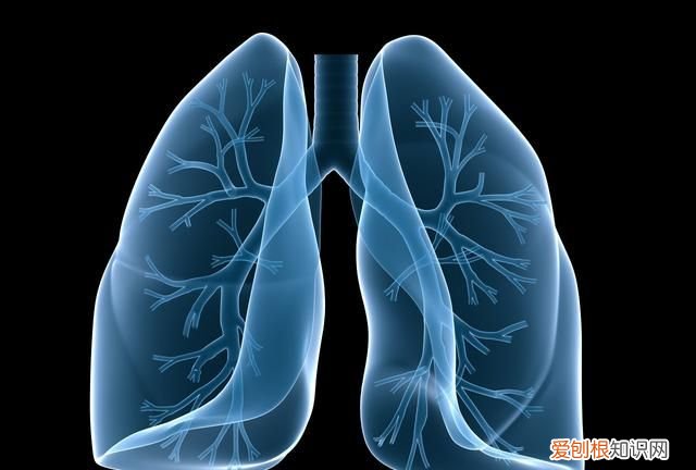 新鲜百合能生吃吗?效果如何?