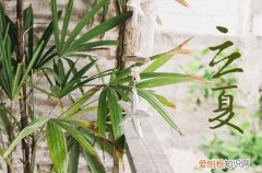 关于立夏好听的句子