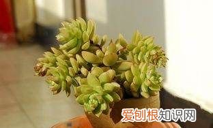 青州有种黄丽的，青州市安林花卉苗木种植有限公司怎么样