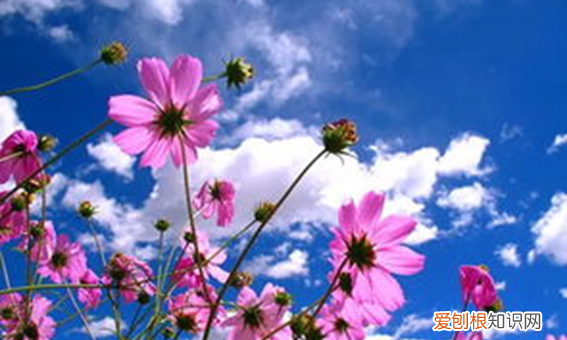 花的古诗句有哪些，描写花的古诗有哪些简单