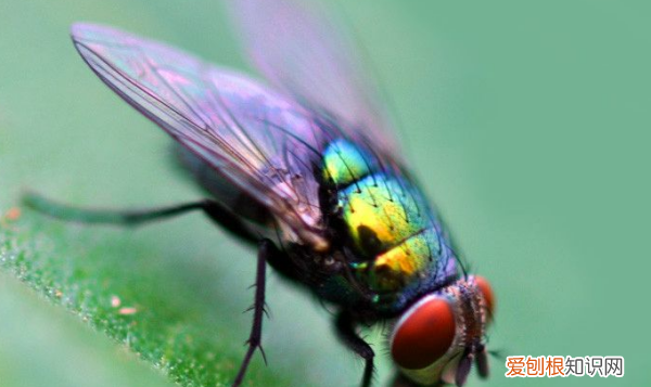 如何赶走苍蝇，如何消灭苍蝇的好方法视频