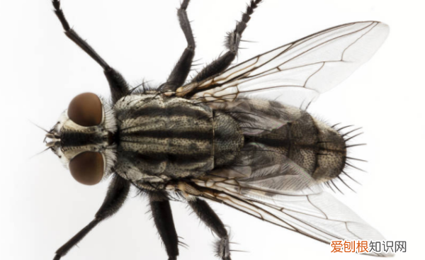 如何赶走苍蝇，如何消灭苍蝇的好方法视频