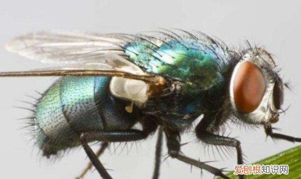 如何赶走苍蝇，如何消灭苍蝇的好方法视频