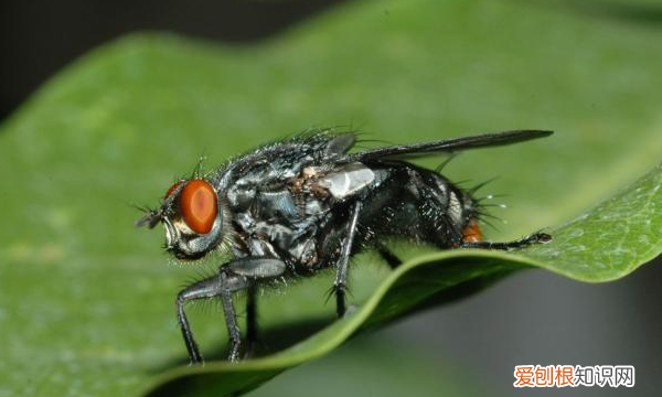 如何赶走苍蝇，如何消灭苍蝇的好方法视频