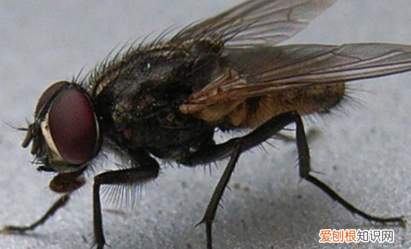 如何赶走苍蝇，如何消灭苍蝇的好方法视频
