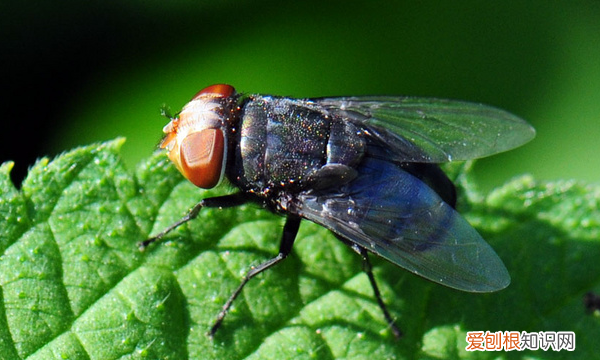 如何赶走苍蝇，如何消灭苍蝇的好方法视频