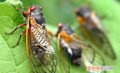 古诗山行的诗意是什么，蝉这首诗的意思是什么意思