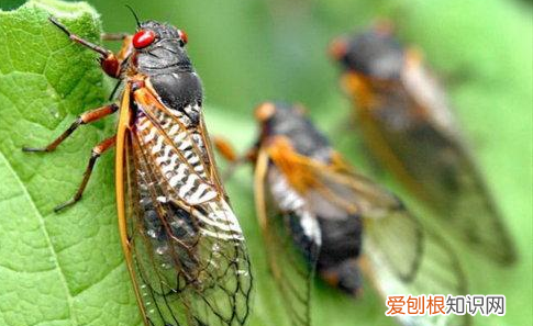 古诗山行的诗意是什么，蝉这首诗的意思是什么意思