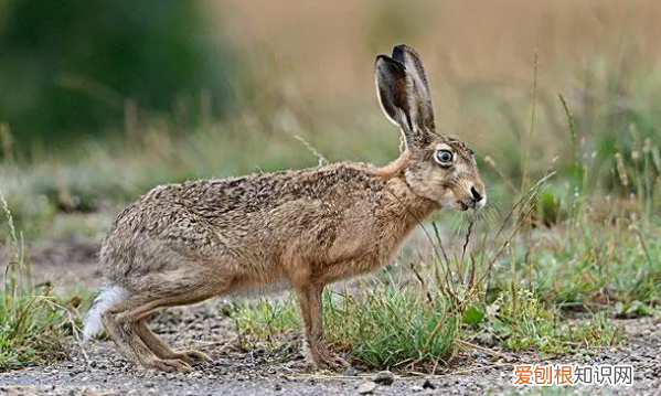 野兔夜晚活动时间，野兔晚上几点开始活动
