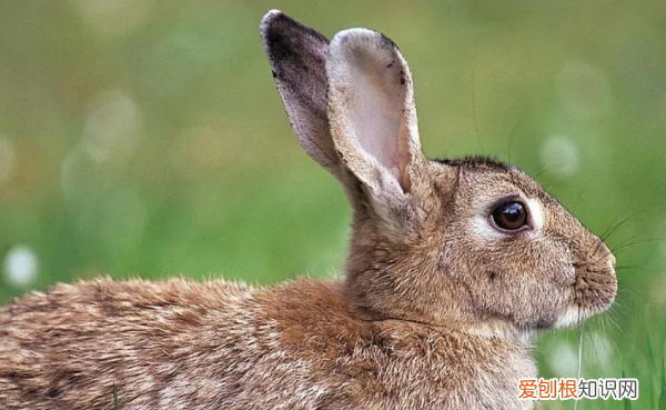 野兔夜晚活动时间，野兔晚上几点开始活动