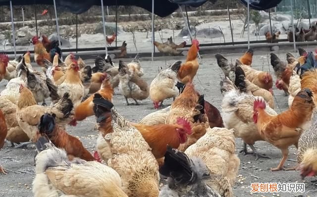 鸡舍驱蚊子苍蝇用什么水喷洒