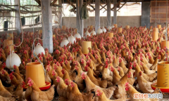 鸡舍驱蚊子苍蝇用什么水喷洒