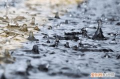 今日谷雨朋友圈文案简短