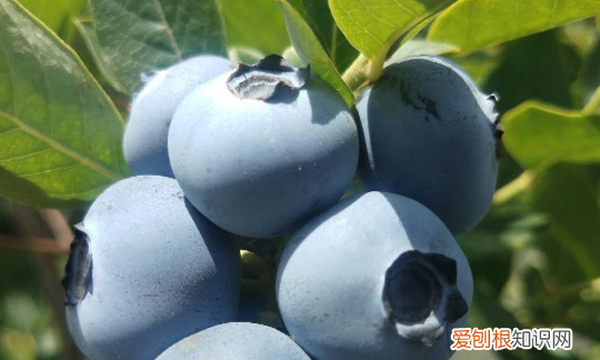 蓝莓树苗长什么样,优瑞卡蓝莓苗品种介绍是怎么样的