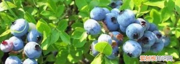 蓝莓树苗长什么样，优瑞卡蓝莓苗品种介绍是怎么样的