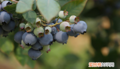蓝莓树苗长什么样，优瑞卡蓝莓苗品种介绍是怎么样的