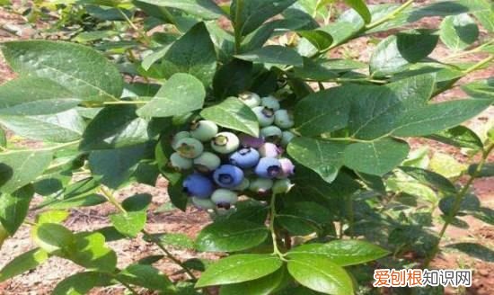 蓝莓树苗长什么样，优瑞卡蓝莓苗品种介绍是怎么样的