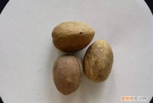 每日一记中药二巴豆看完不再踩坑