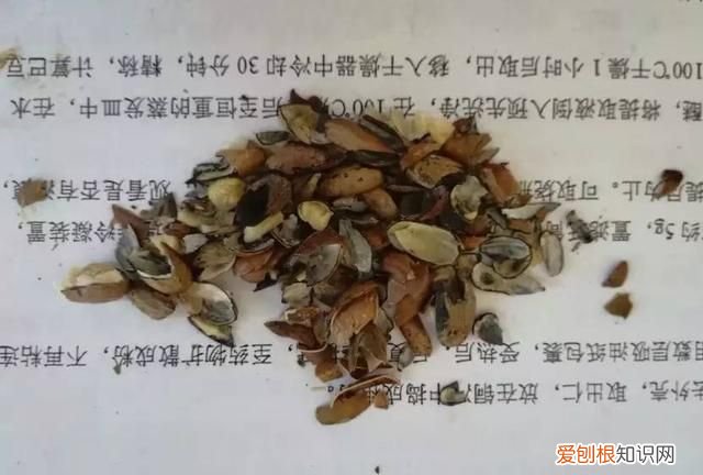 每日一记中药二巴豆看完不再踩坑