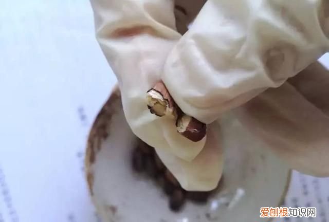 每日一记中药二巴豆看完不再踩坑