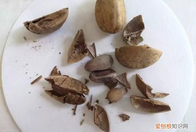 每日一记中药二巴豆看完不再踩坑