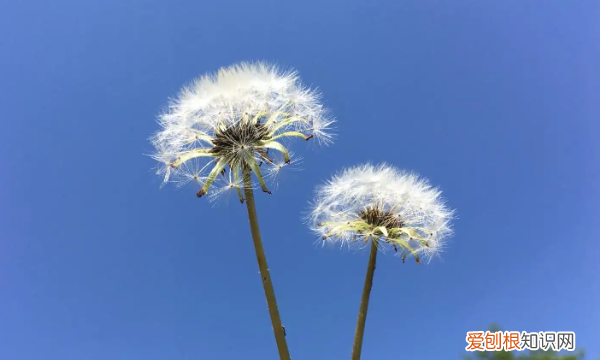 蒲公英的诗句，有关蒲公英的诗